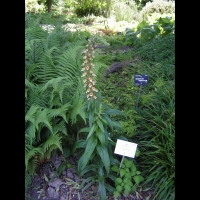 Digitale - Digitalis Laevigata (10)